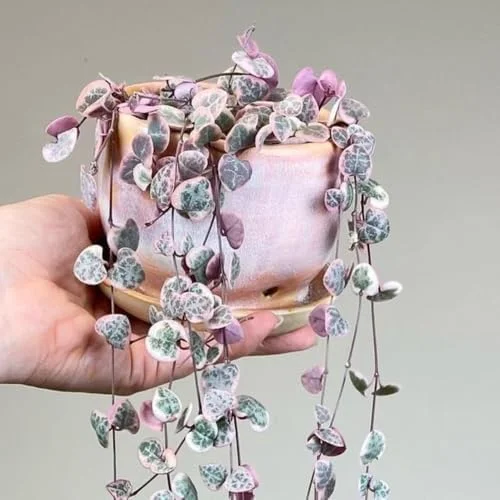 Variegated String of Hearts Live Plant 2.5 Inch Pot Pink Trailing Succulent Vine Houseplant