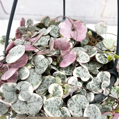 Variegated String of Hearts Live Plant 2.5 Inch Pot Pink Trailing Succulent Vine Houseplant